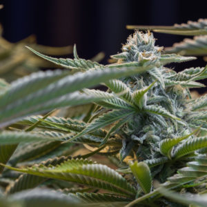 New Hampshire Marijuana Legalization Study Commission Begins Review Process