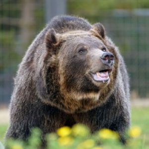 ANALYSIS: In Senate Race, NHGOP Needs ‘Outrun the Bear’ Strategy