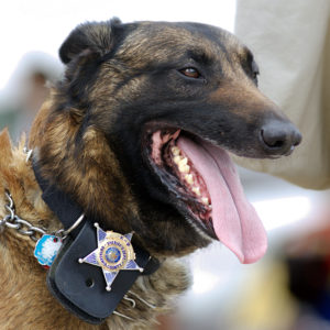 GOFFE: Not Enough Domestic Detection Dogs