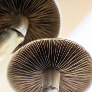 HOMOLA: Will Magic Mushroom Legislation ‘Mass Up’ New Hampshire?